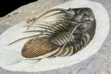 Spiny Kolihapeltis Trilobite - Rare Species #92930-3